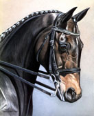 Dressage, Equine Art - Dressage Mare